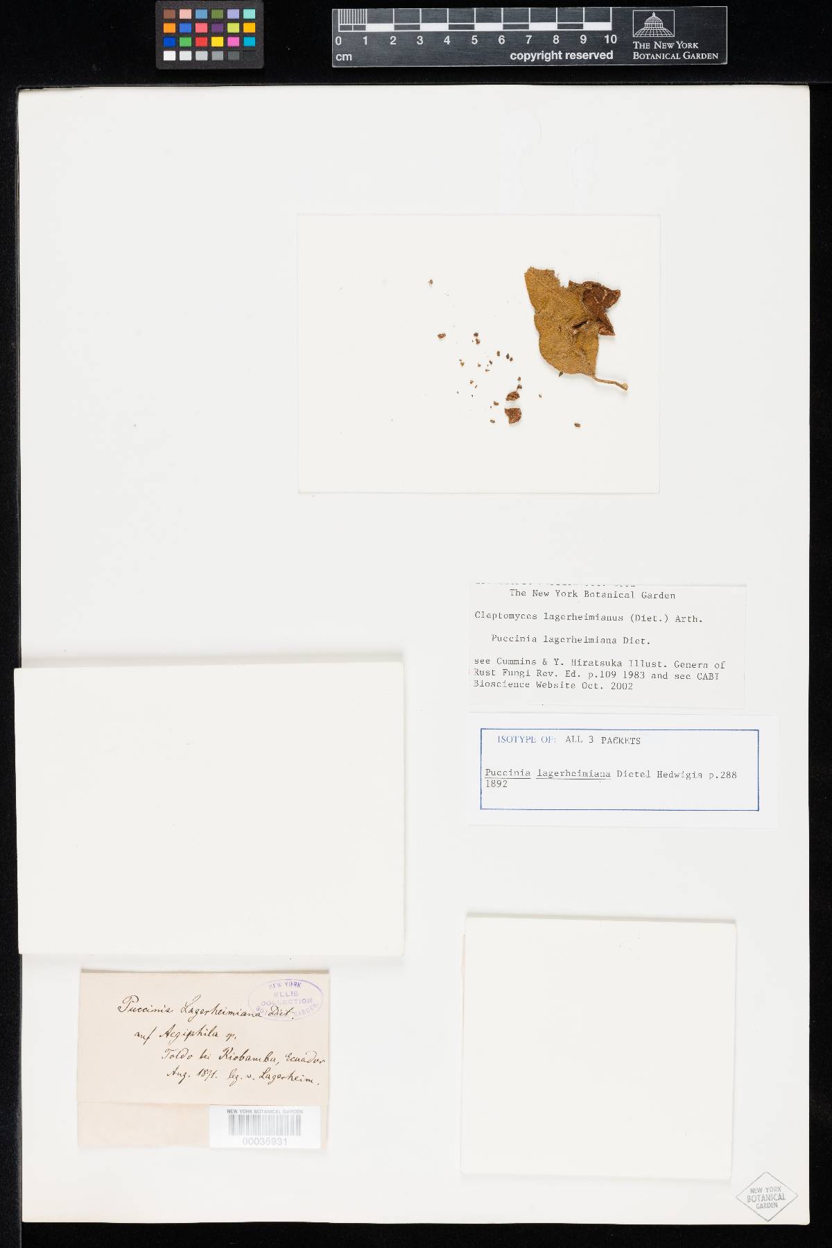 Cleptomyces image