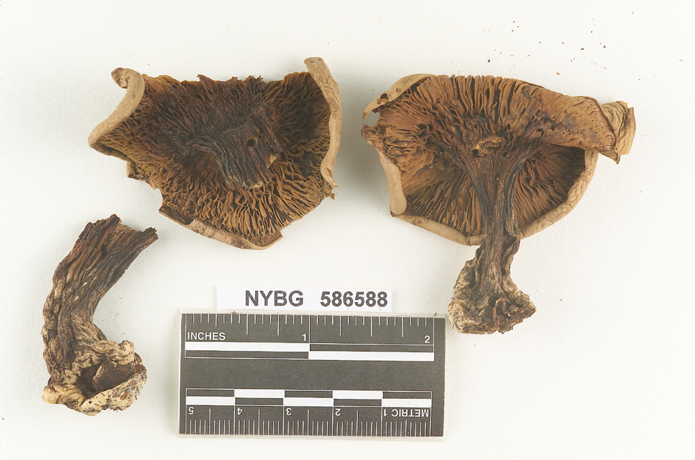 Clitocybe harperi image