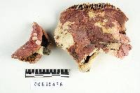 Russula flavisiccans image