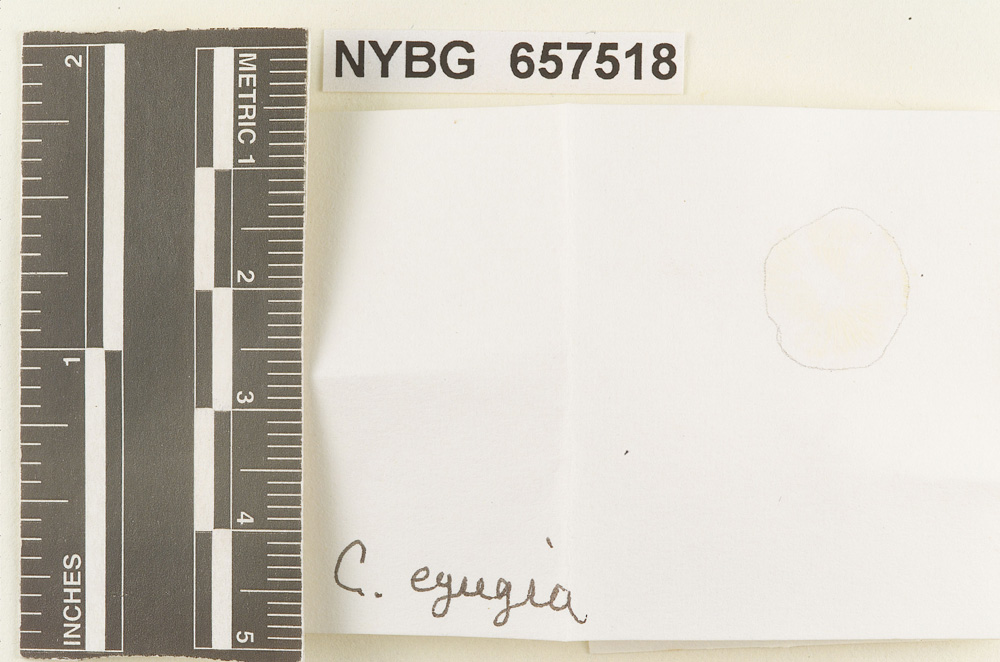 Collybia egregia image