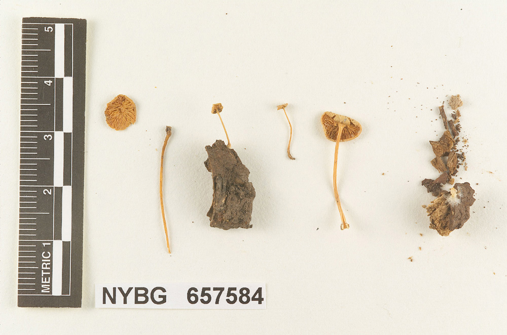 Gymnopus subflavescens image