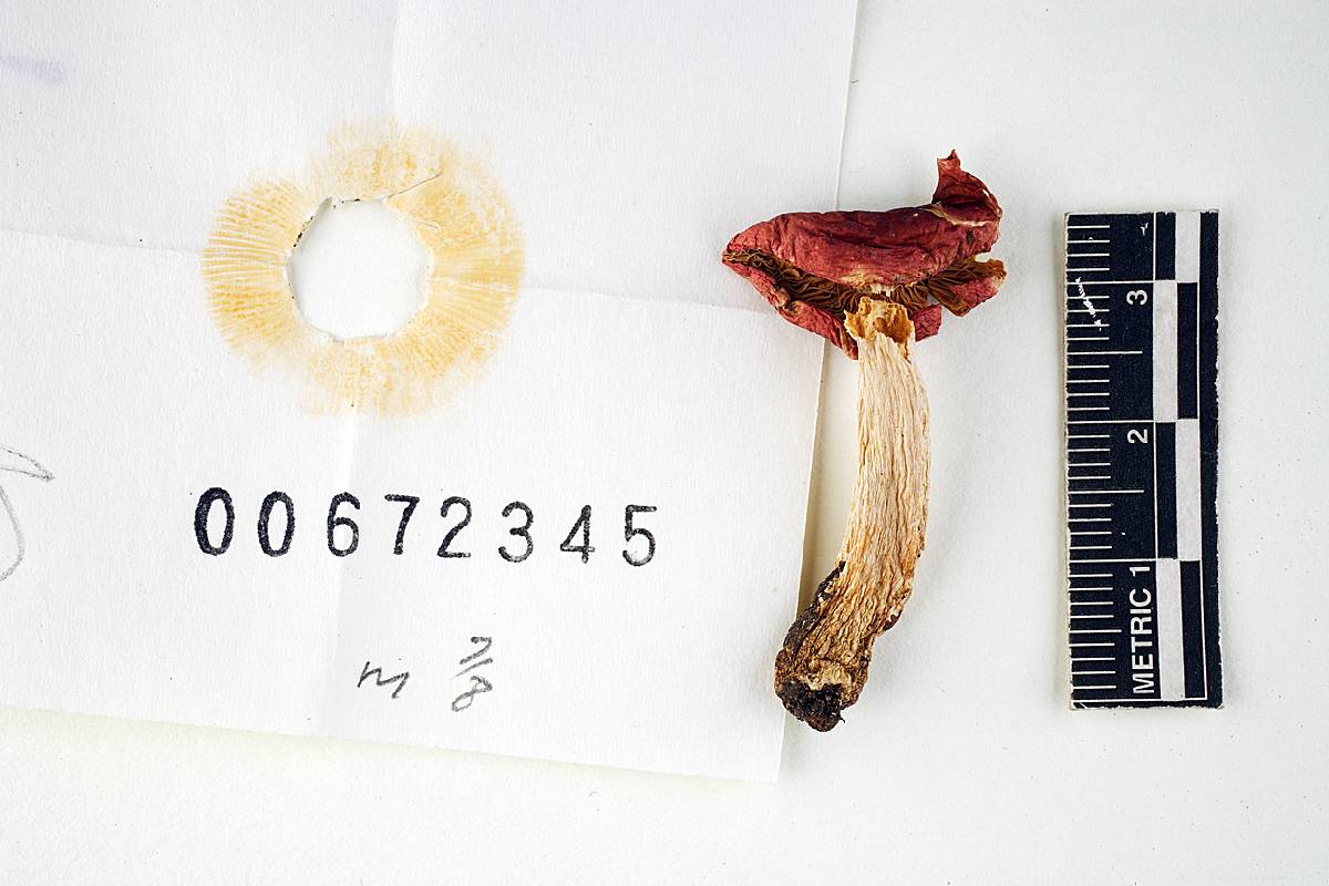 Russula risigallina image