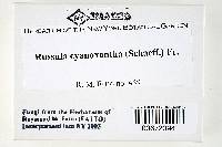 Russula cyanoxantha image