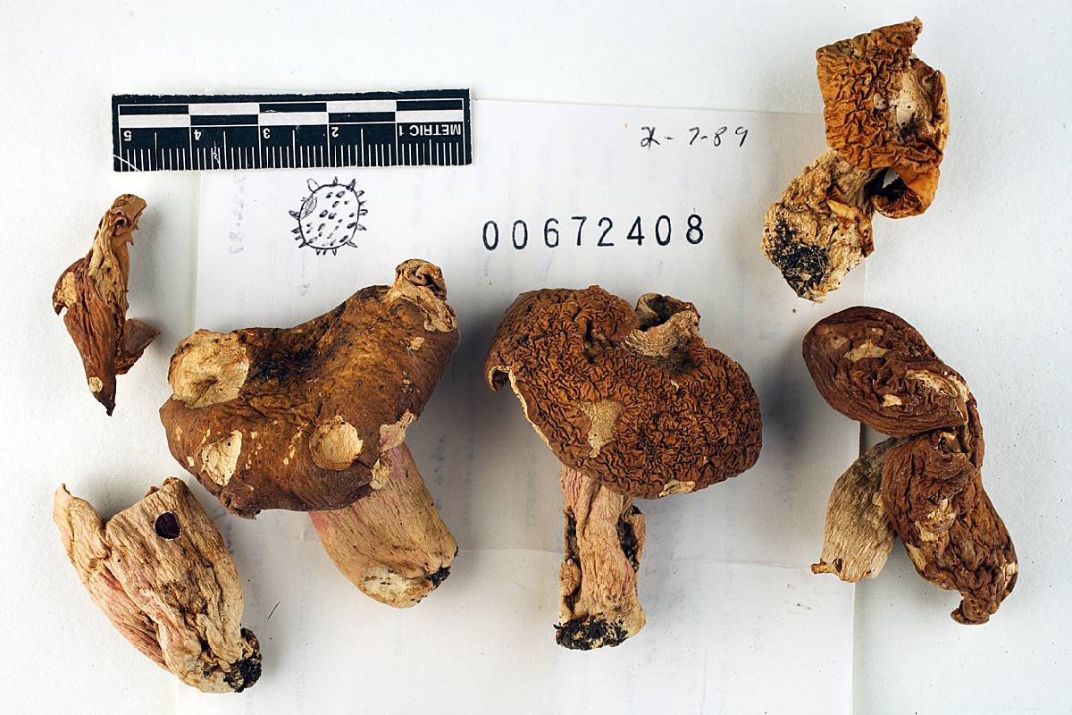 Russula davisii image