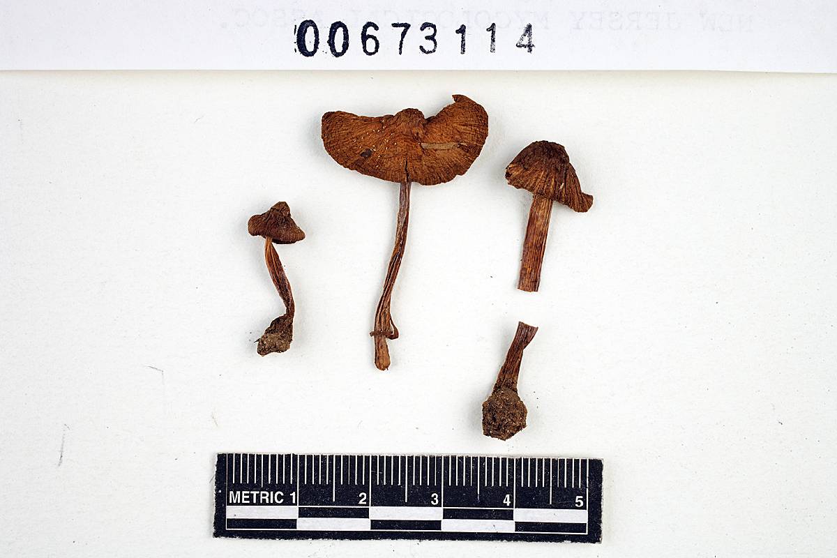 Inocybe prominens image