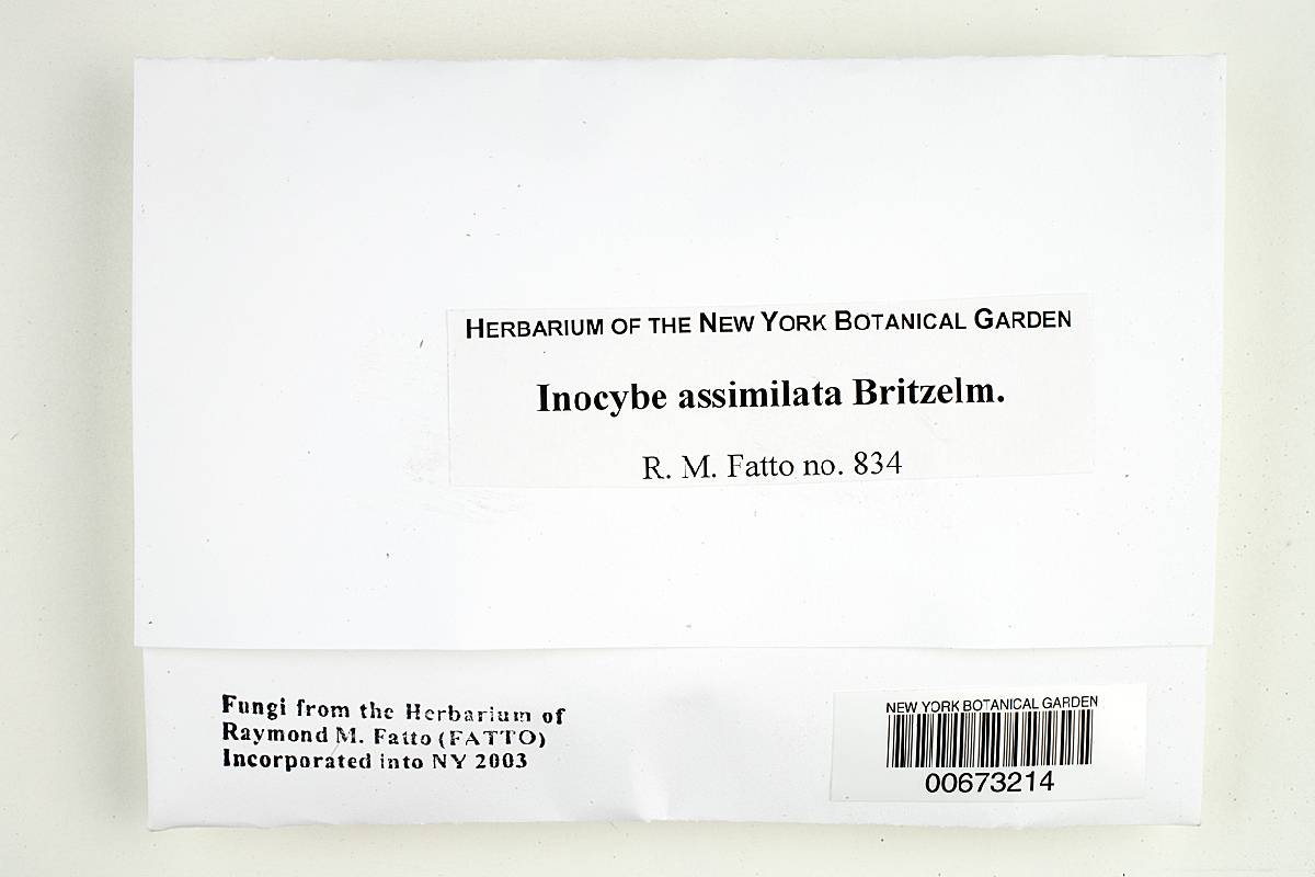Inocybe umbrina image