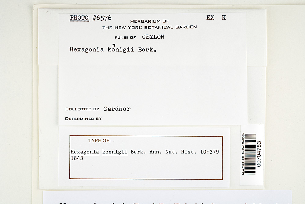 Hexagonia koenigii image
