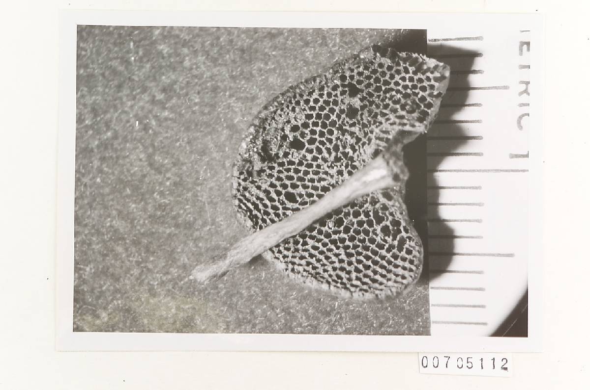 Amauroderma schomburgkii image