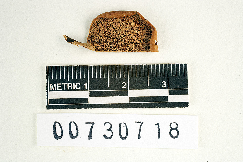 Polyporus leprieurii image