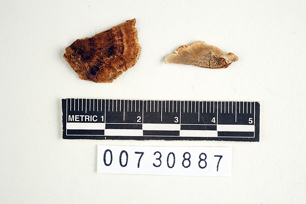 Polyporus phocinus image