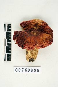 Russula tenuiceps image