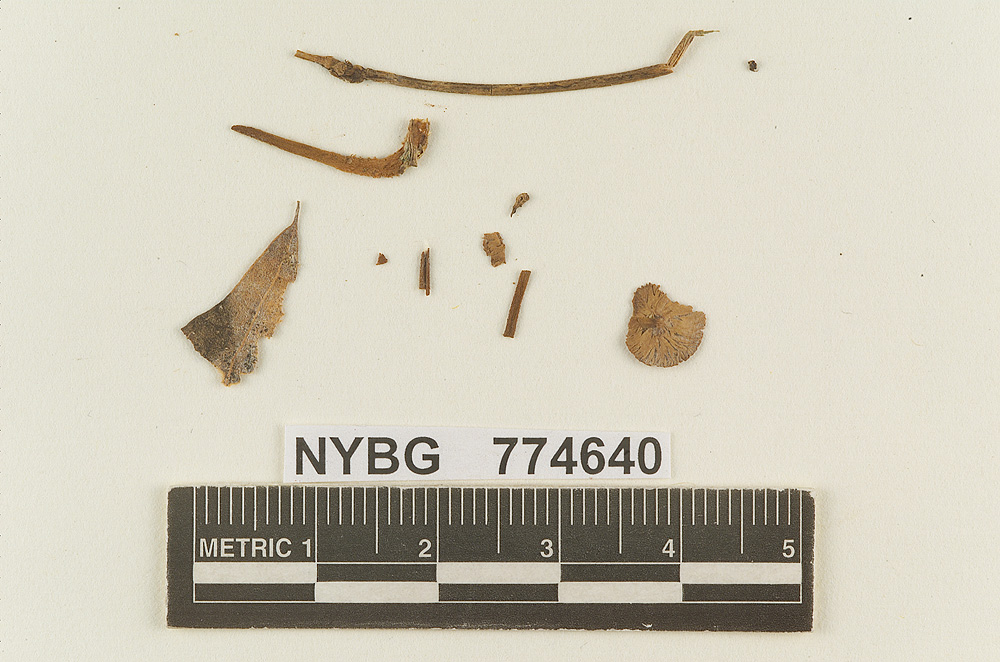 Marasmius semisquarrosus image