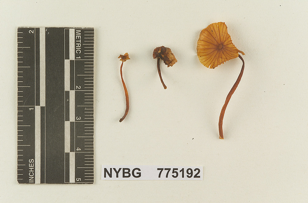 Heliomyces striatus image