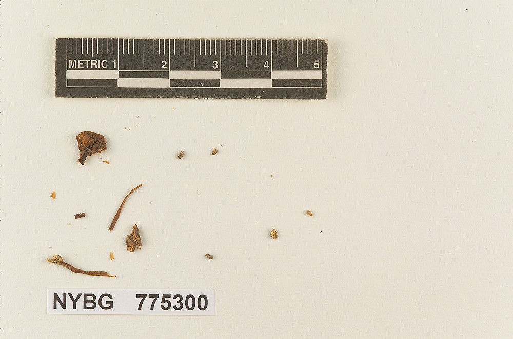 Pluteus atriavellaneus image
