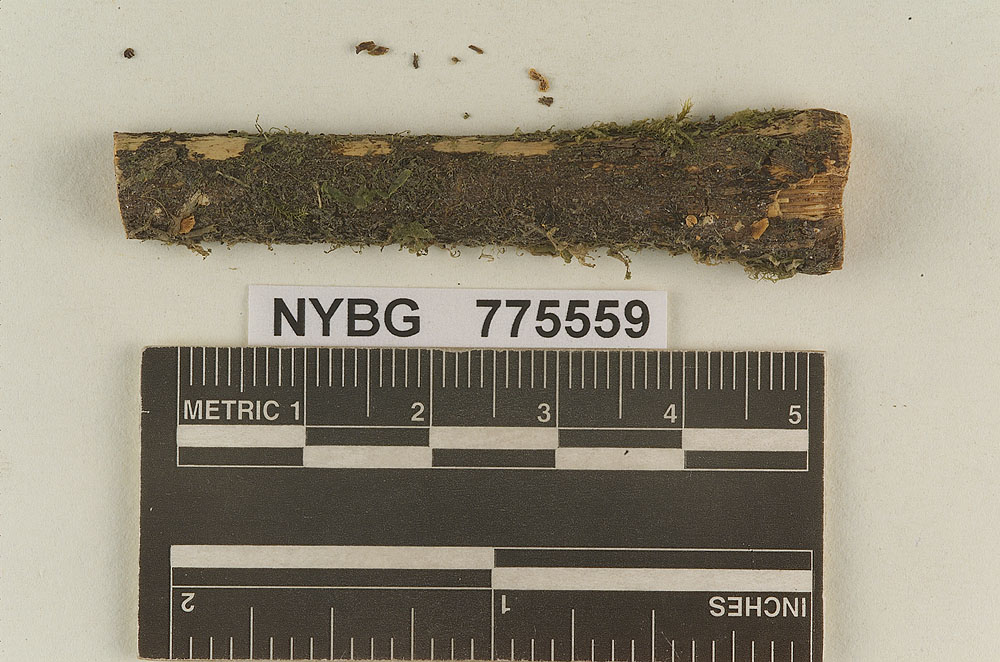 Melanotus decapitatus image