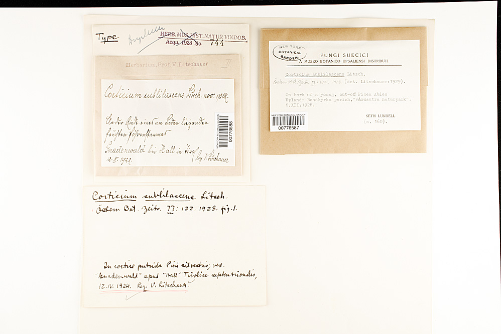 Corticium sublilascens image