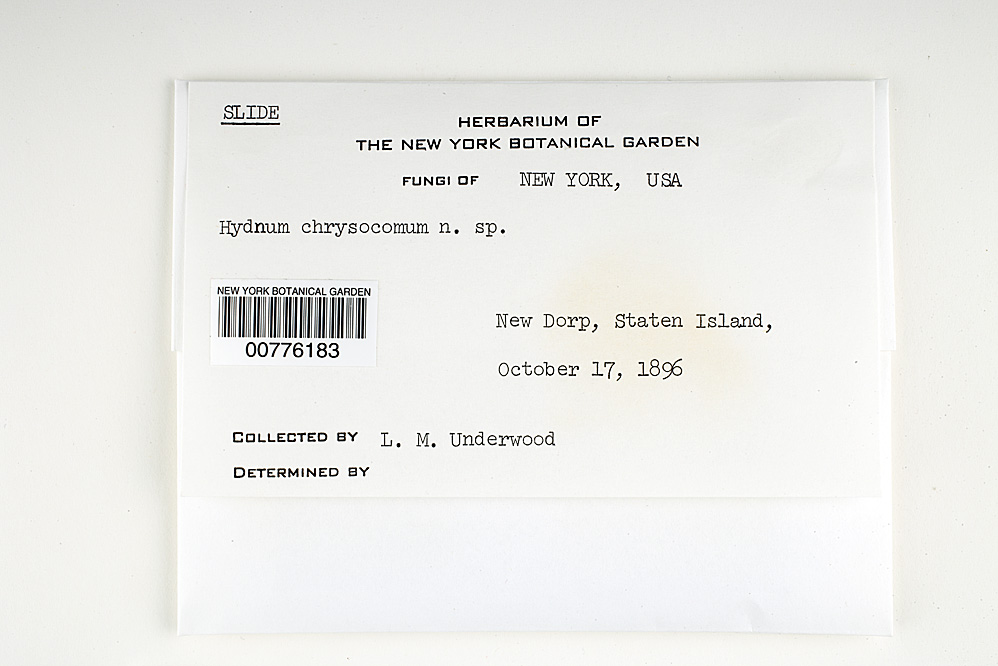 Hydnum chrysocomum image
