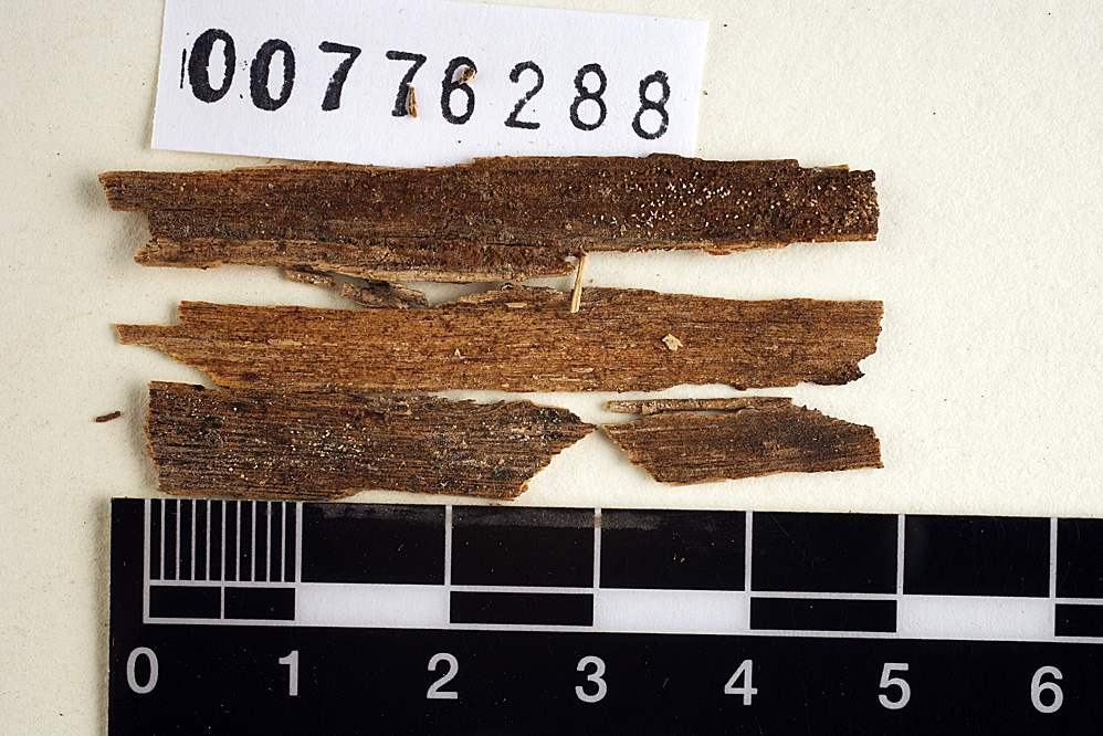 Phaeosolenia image