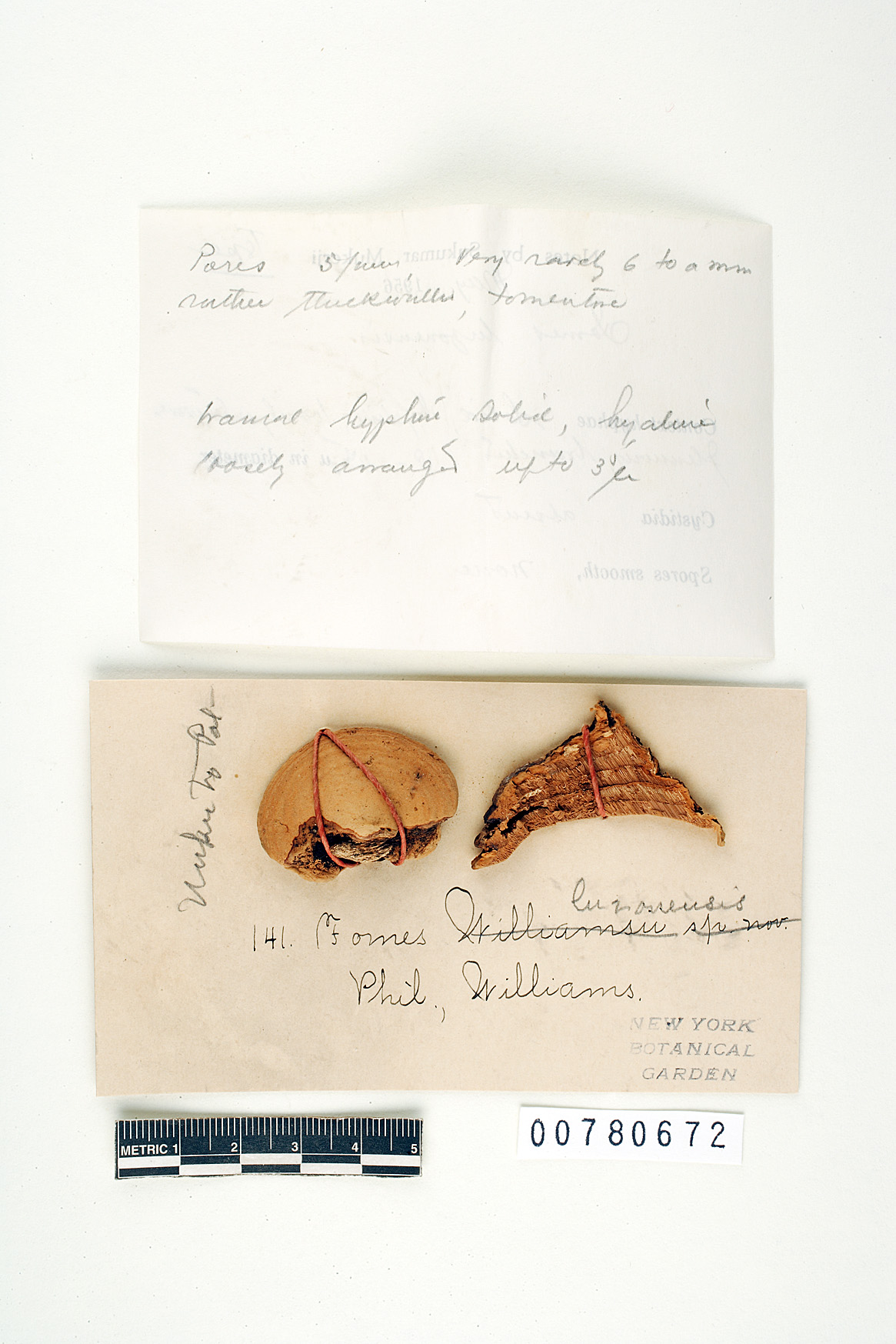 Fomitella rhodophaea image