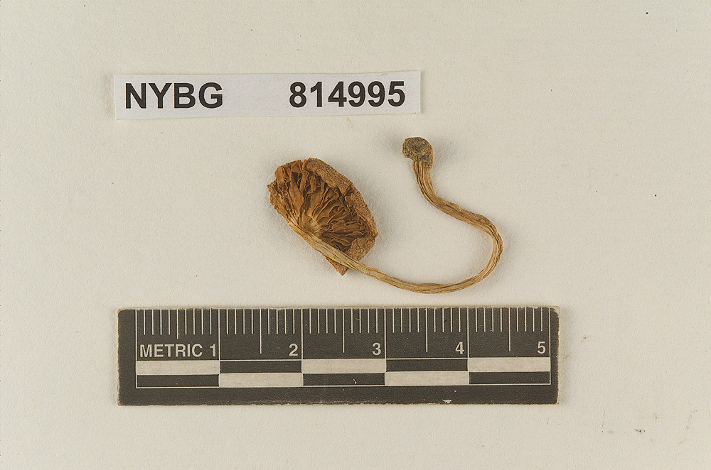 Hebeloma gregarium image