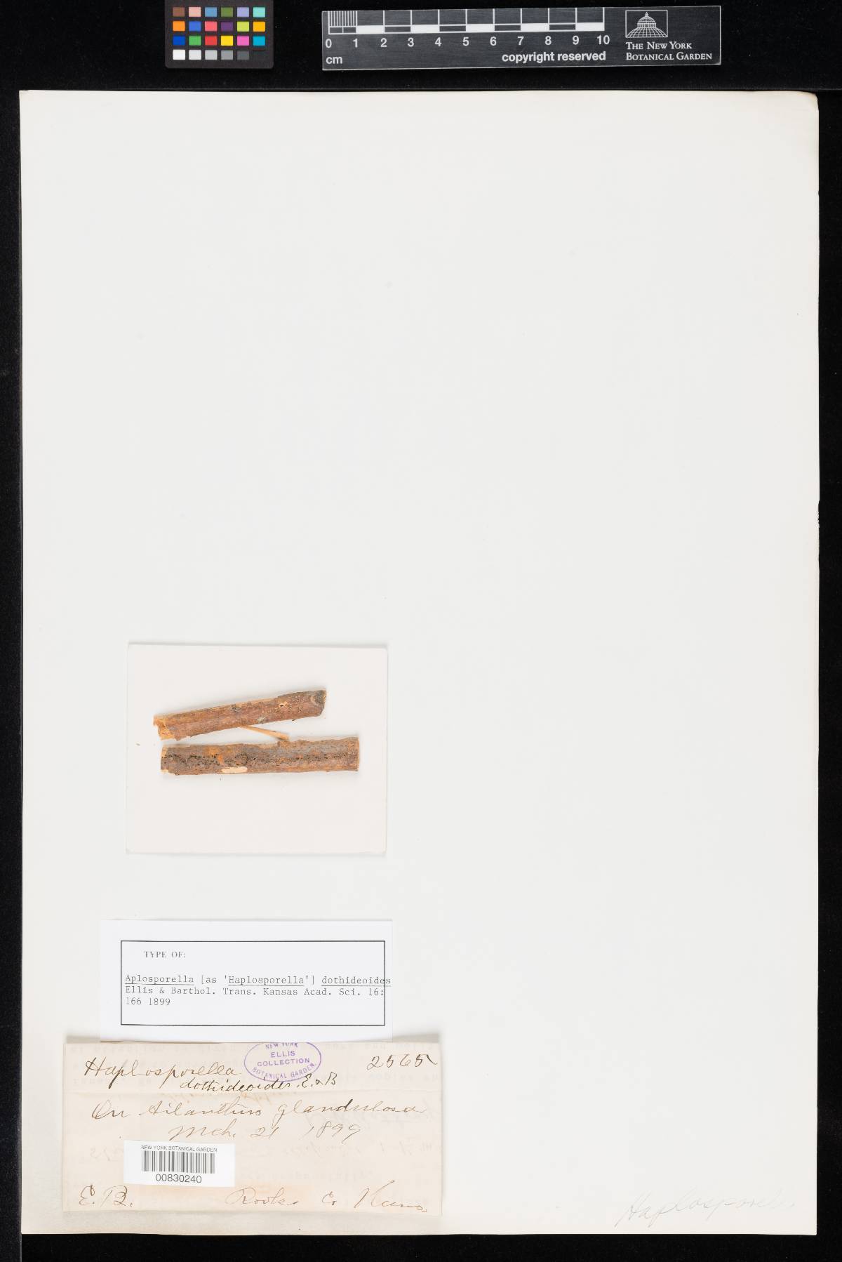 Phaeochora steinheilii image