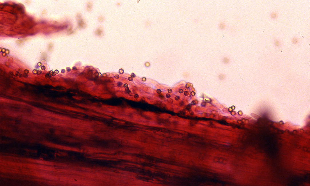 Entoloma subsaundersii image