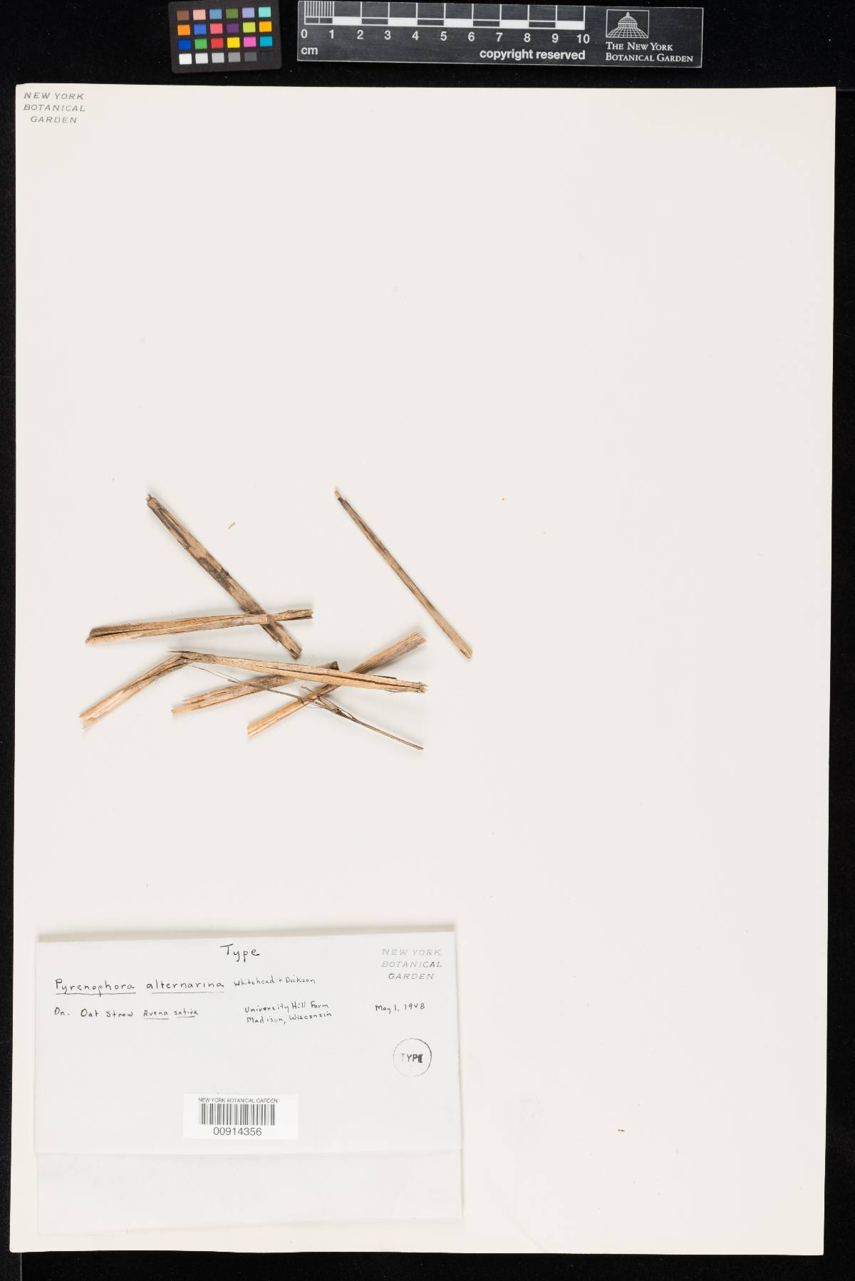 Lewia alternarina image