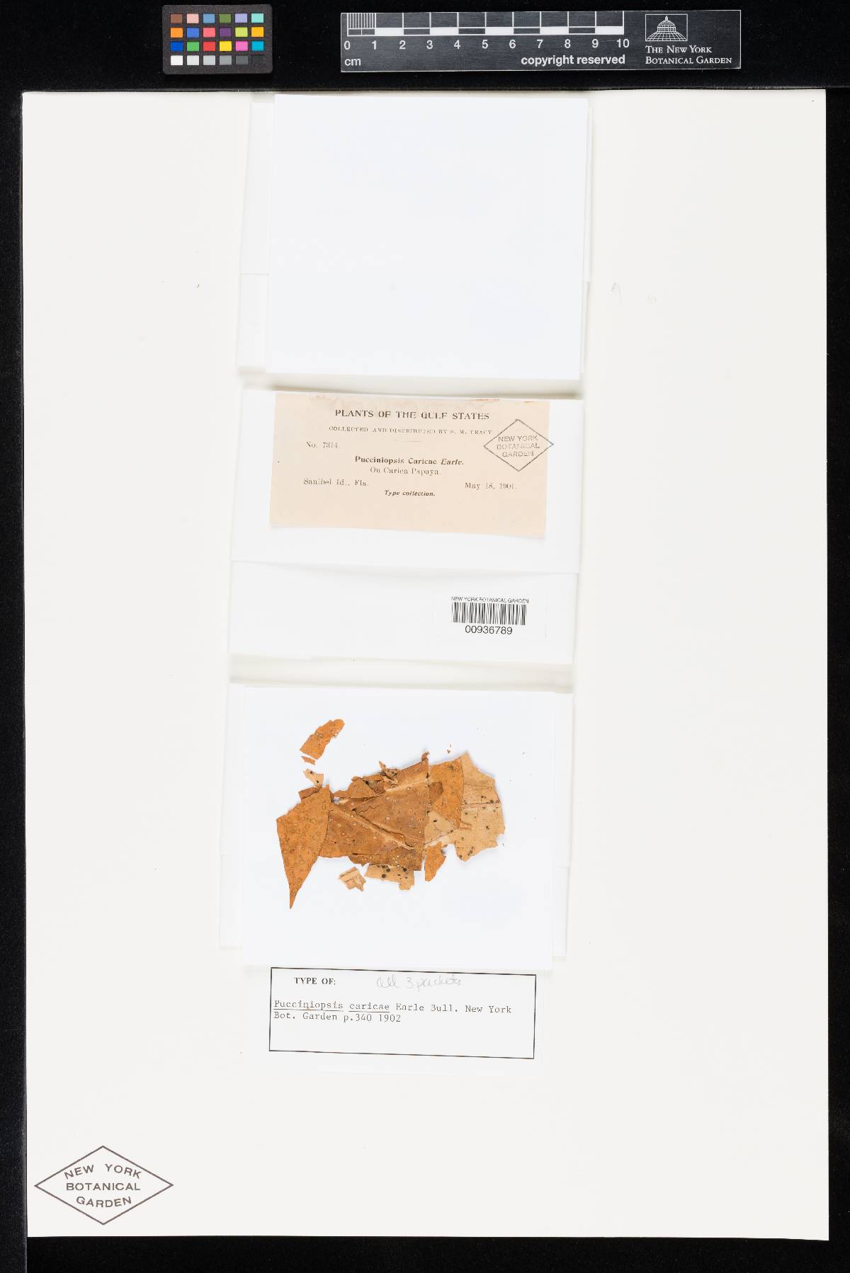 Asperisporium caricae image