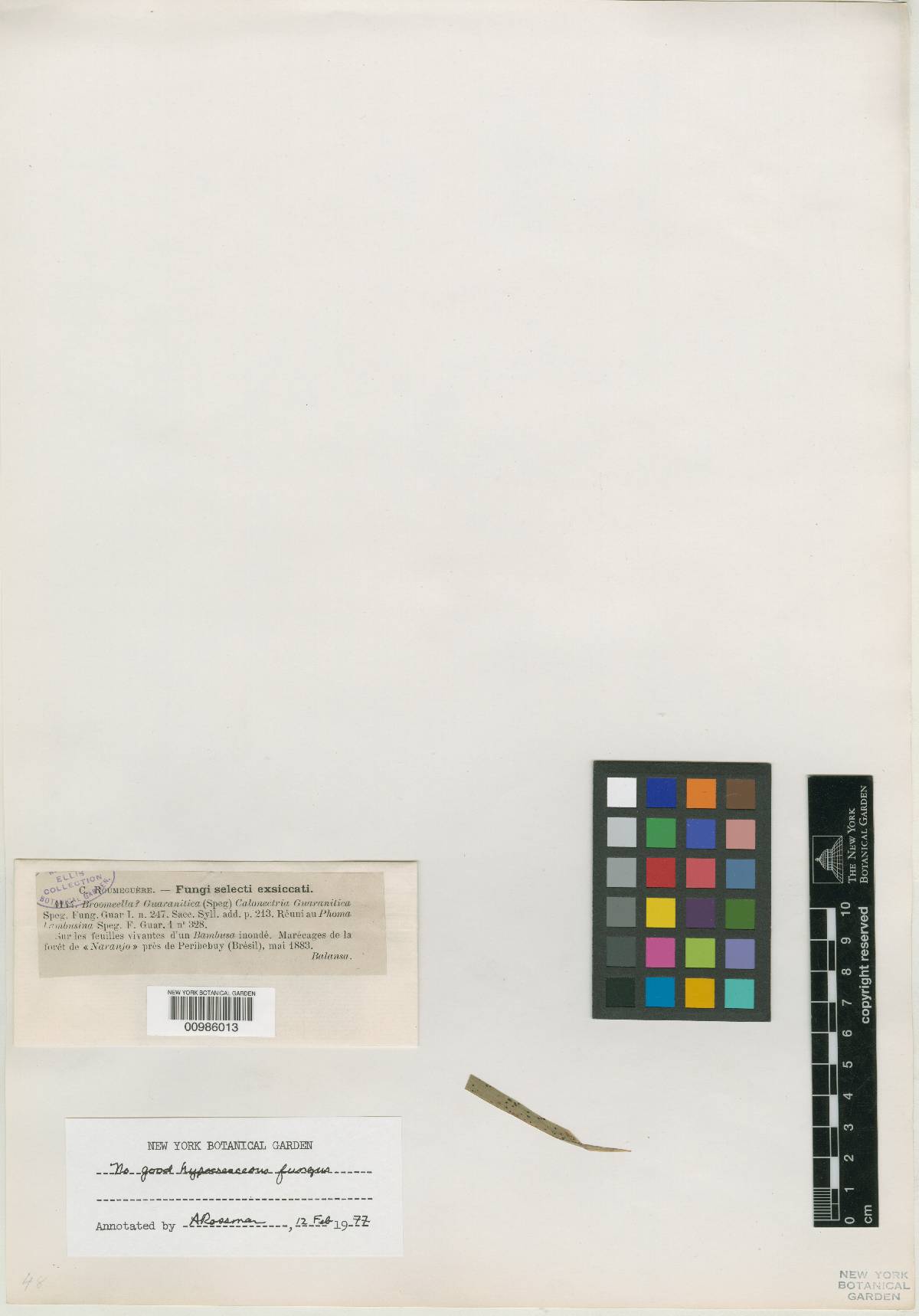 Allonectella image
