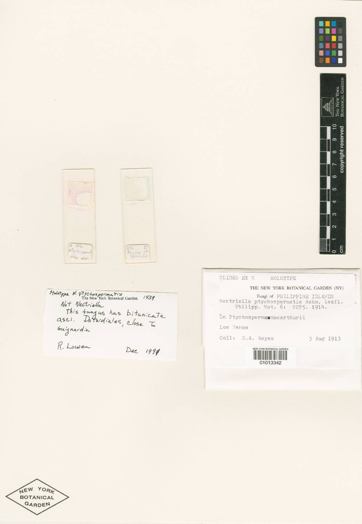 Nectriella ptychospermatis image