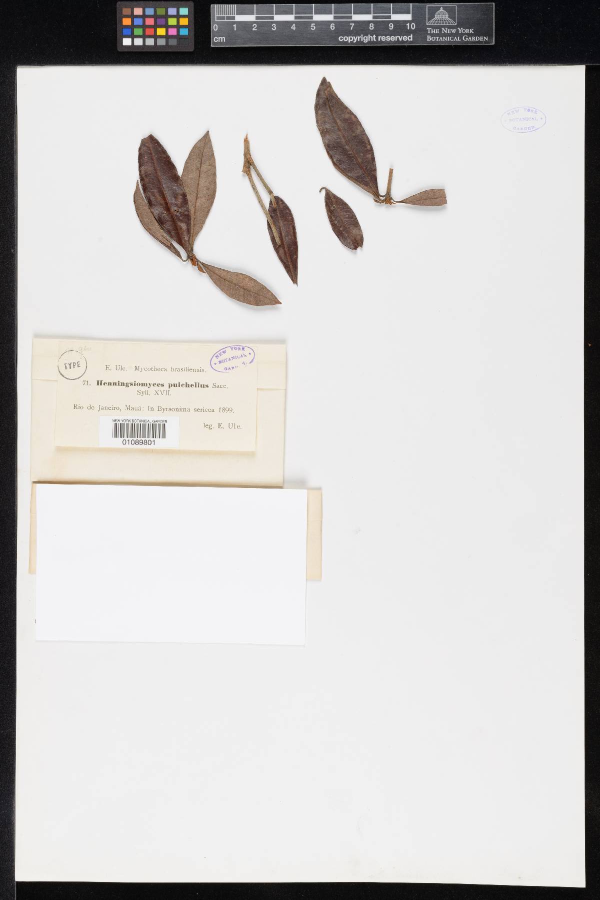 Henningsomyces pulchellus image