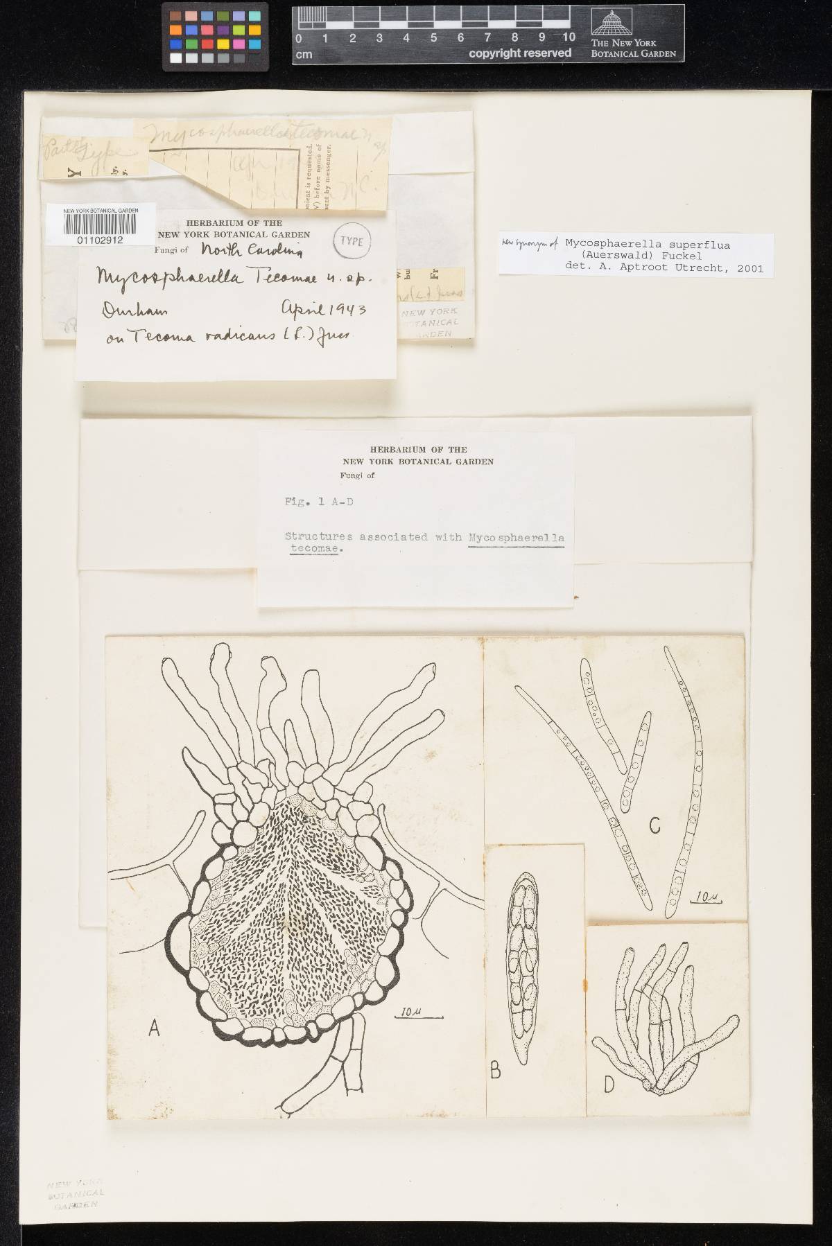 Mycosphaerella tecomae image