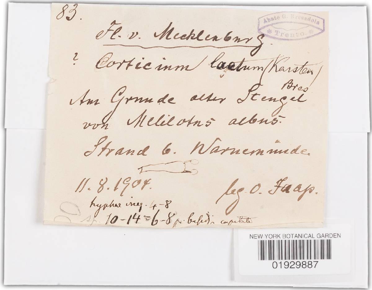 Erythricium laetum image
