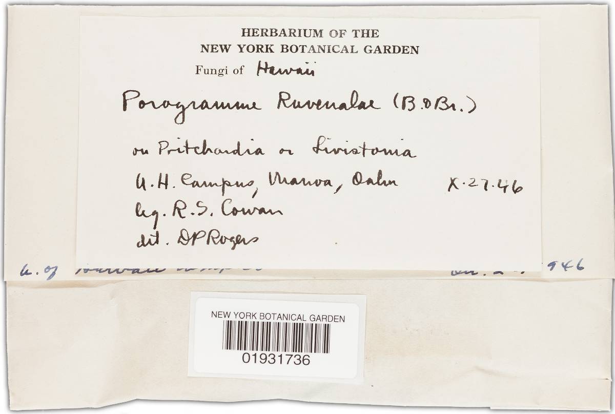 Grammothele image