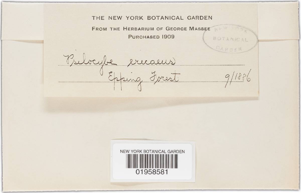 Hypholoma ericaeum image