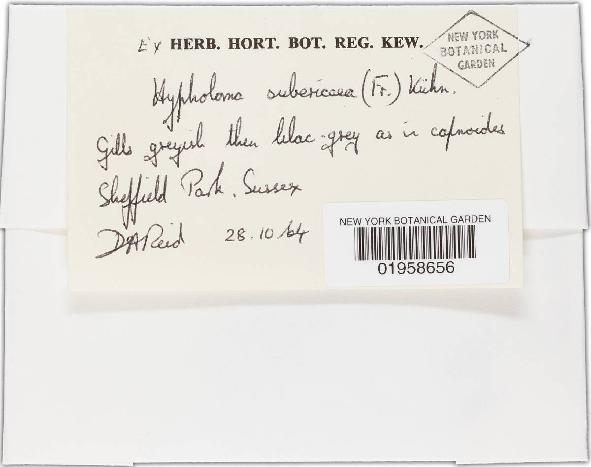 Hypholoma subericaeum image