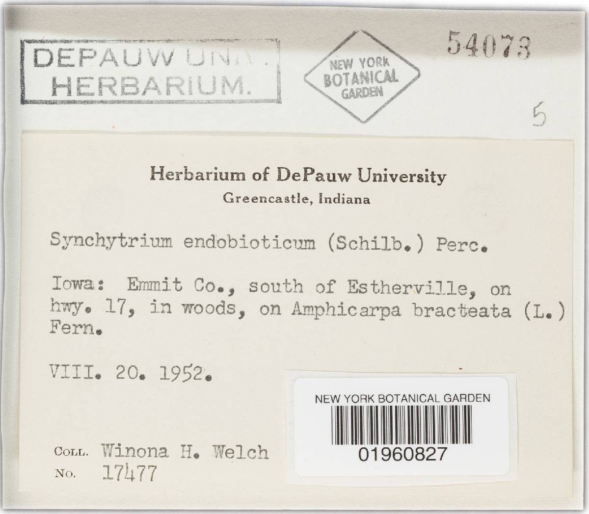 Synchytrium endobioticum image