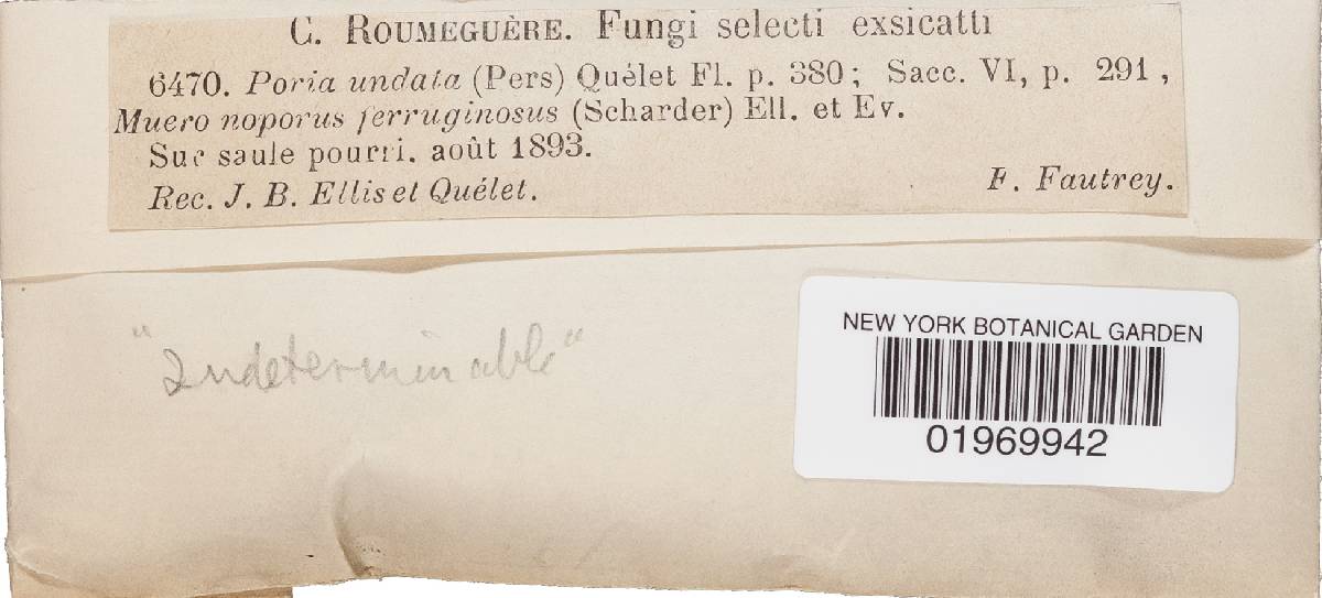 Rigidoporus undatus image