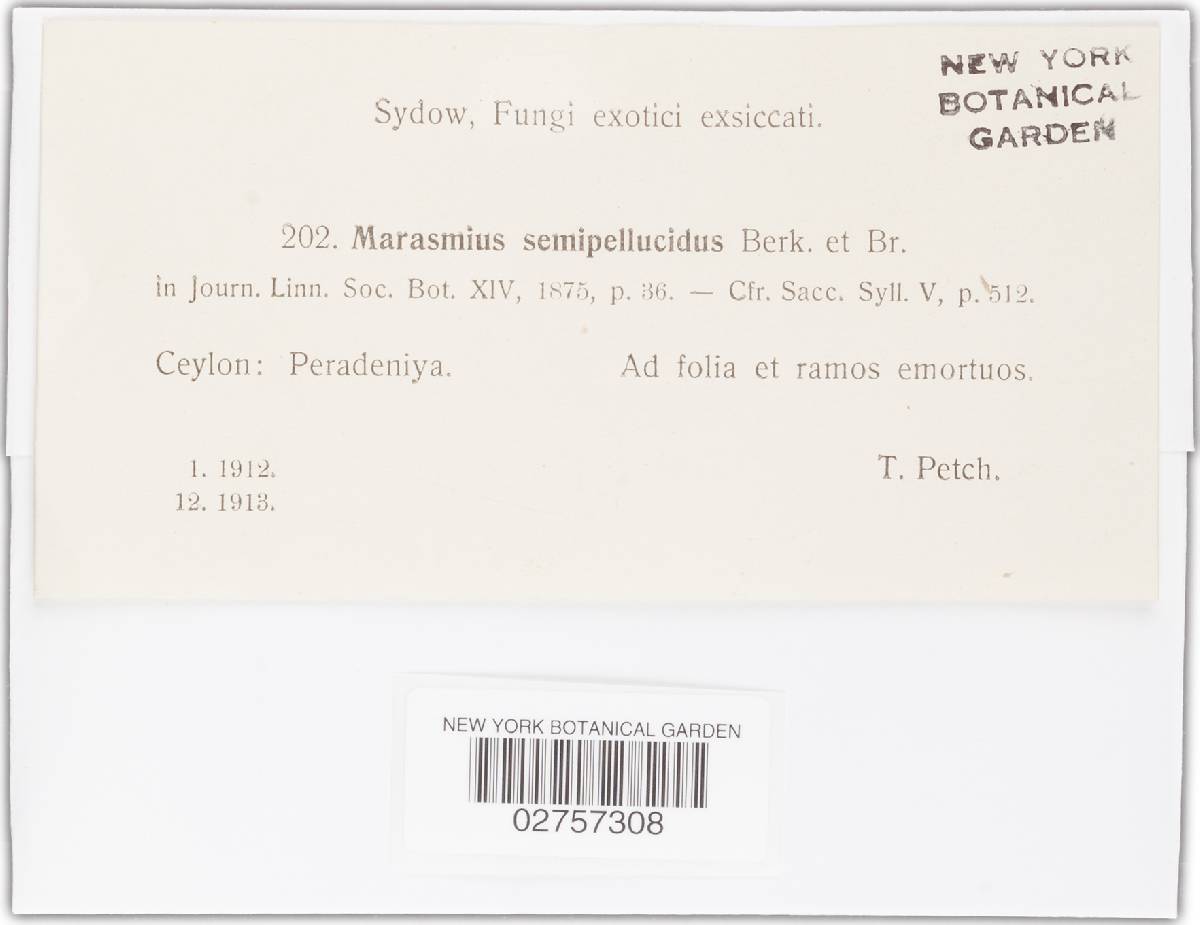 Marasmius semipellucidus image