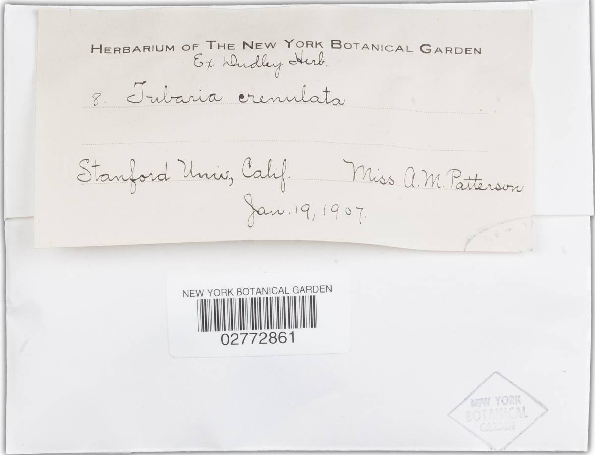 Tubaria crenulata image