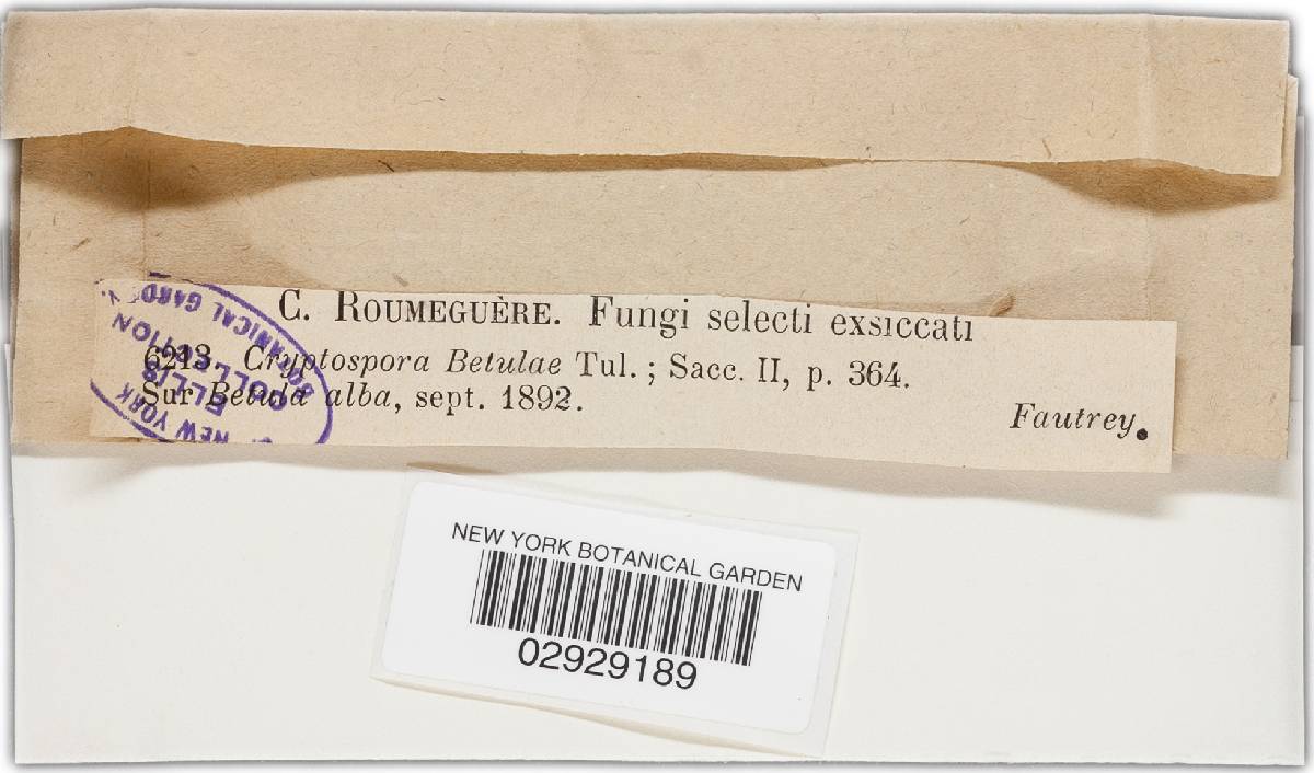 Cryptosporella betulae image