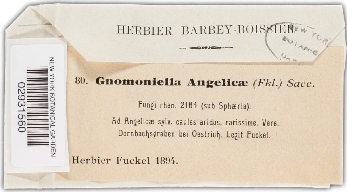 Gnomoniella avellanae image