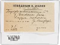 Golovinomyces cichoracearum image