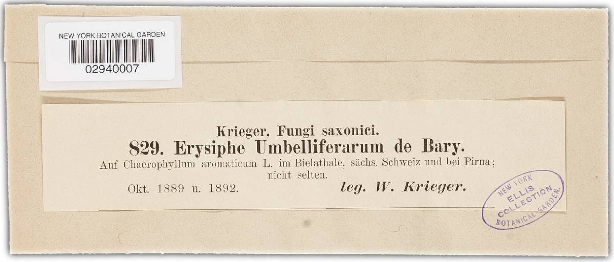 Erysiphe heraclei image