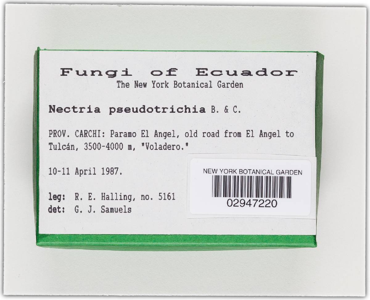 Nectria pseudotrichia image