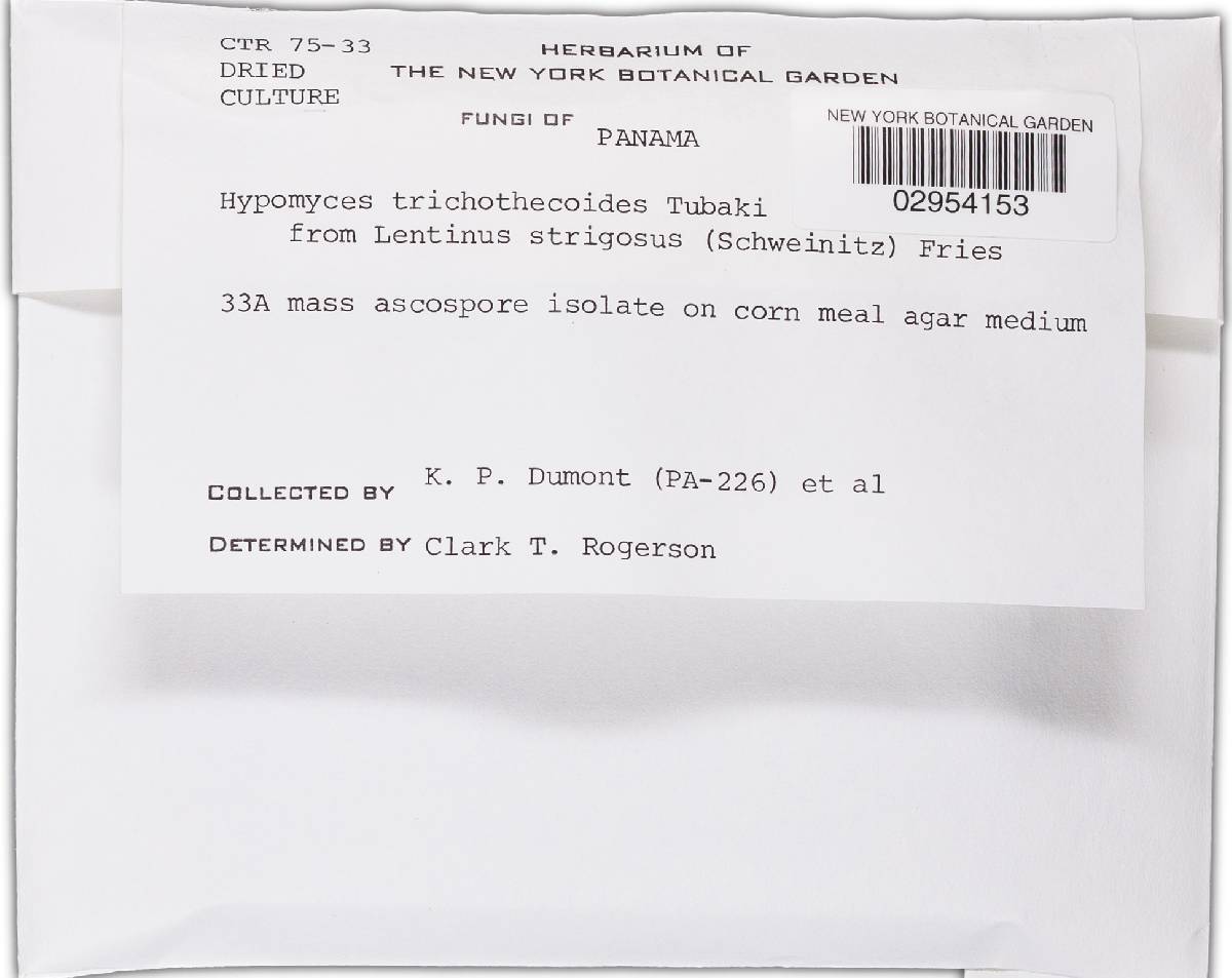 Hypomyces subiculosus image