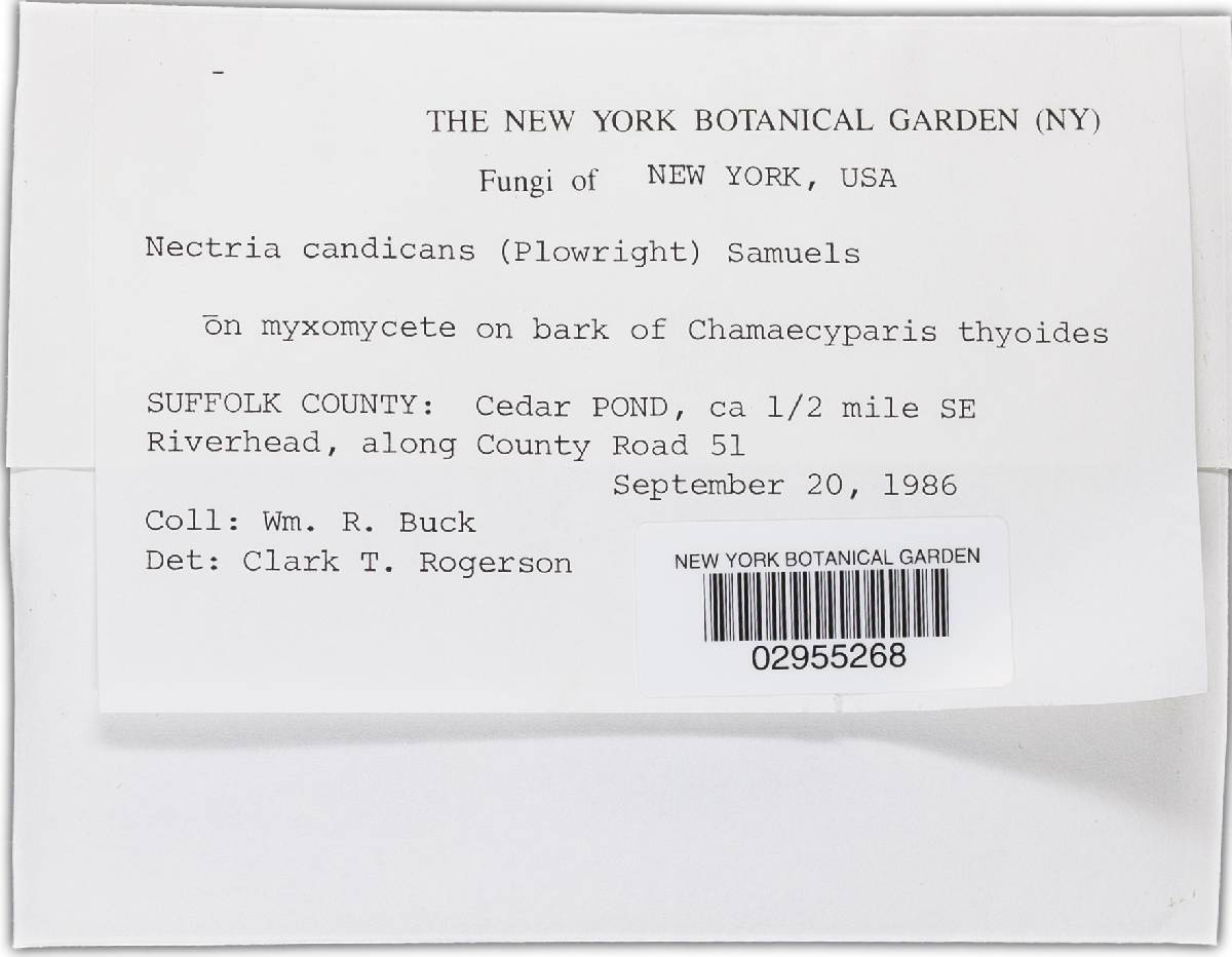 Nectria candicans image