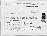 Haematonectria haematococca image