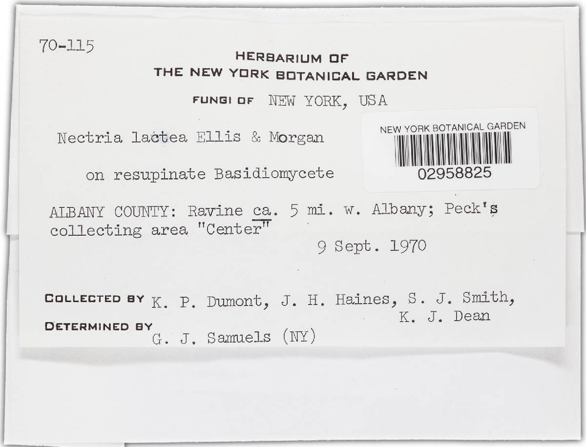 Nectriopsis oropensoides image