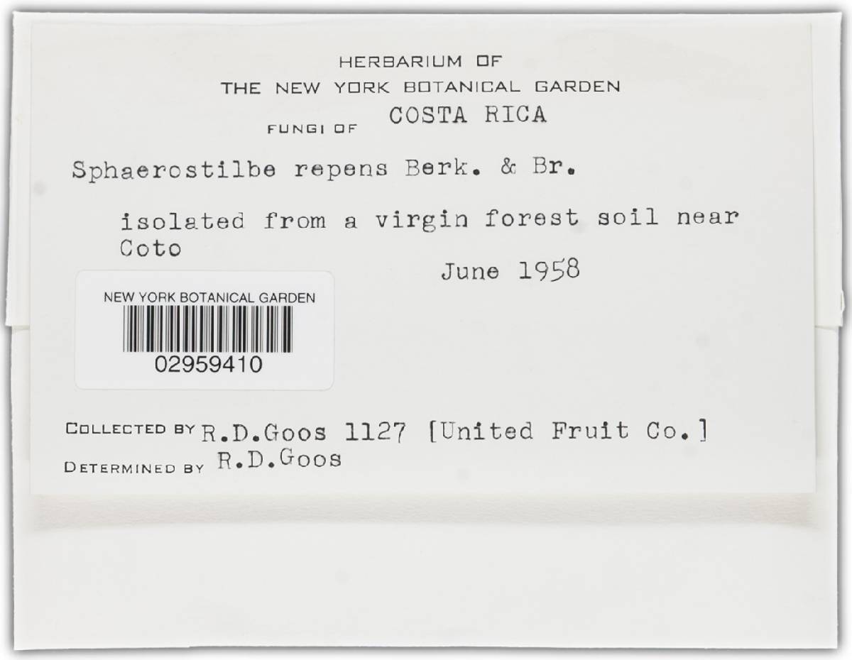 Nectria repens image